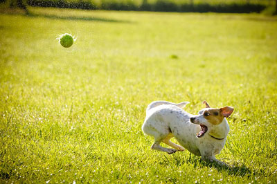 Hundeurlaub